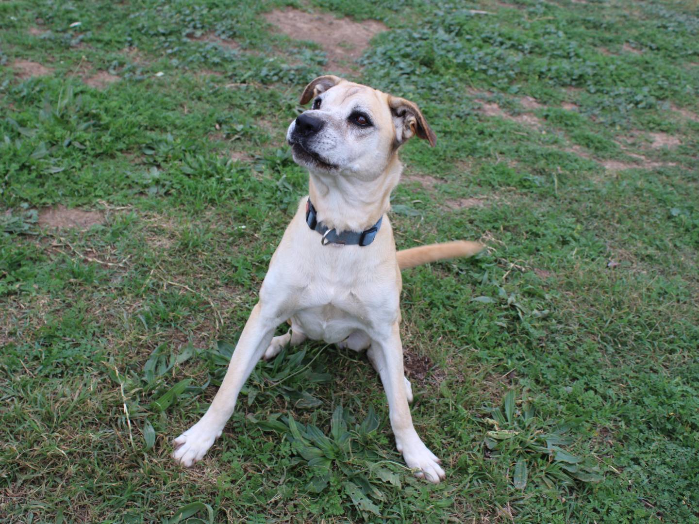 Adotta un cane, femmina, 5 anni e 6 mesi, Roma