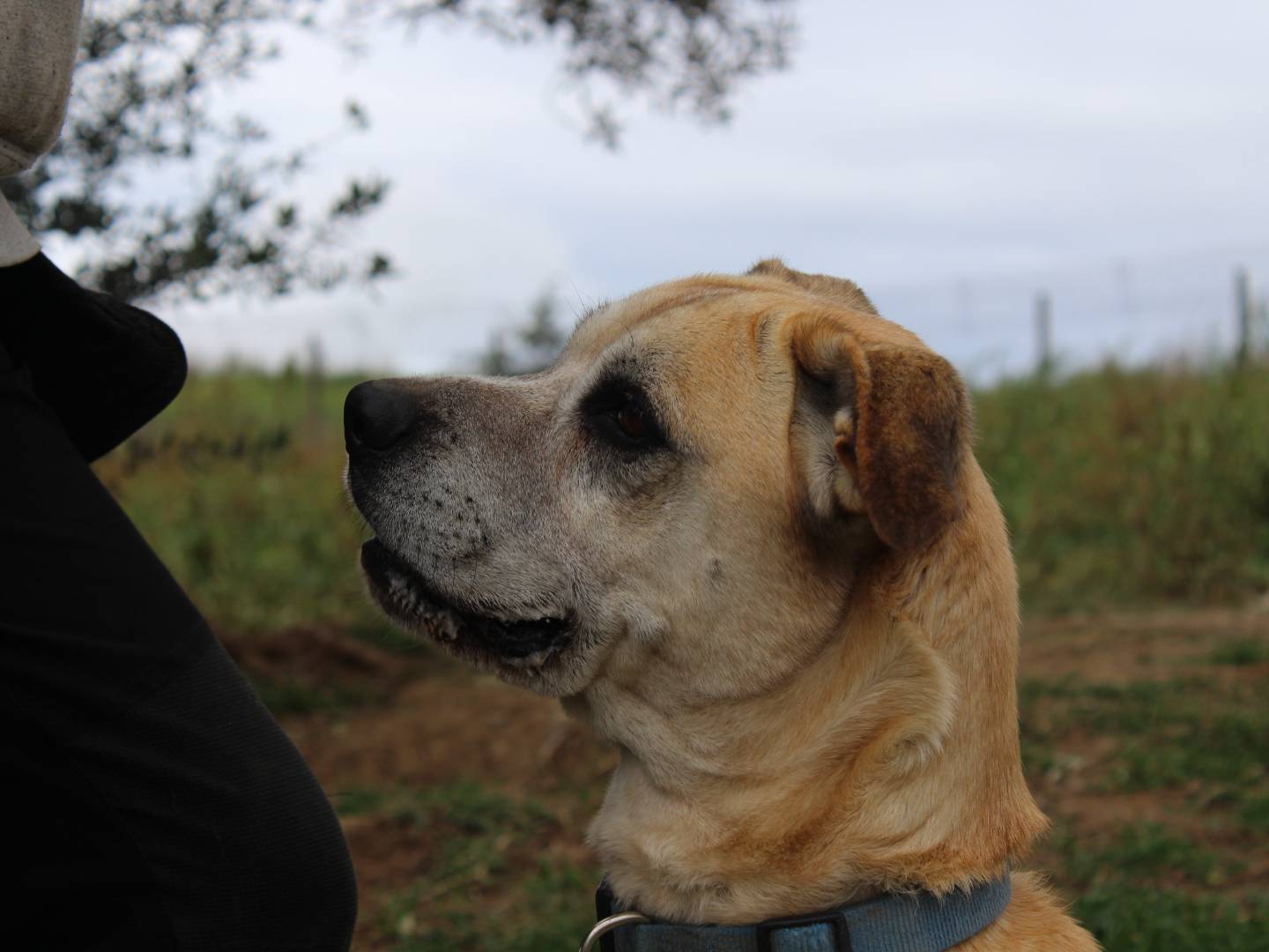 Adotta un cane, taglia grande, femmina, Roma