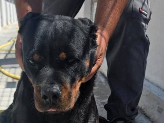 Adozione cane, femmina, Rottweiler Razza sconosciuta, 6 anni e 1 mese, taglia grande, Crotone