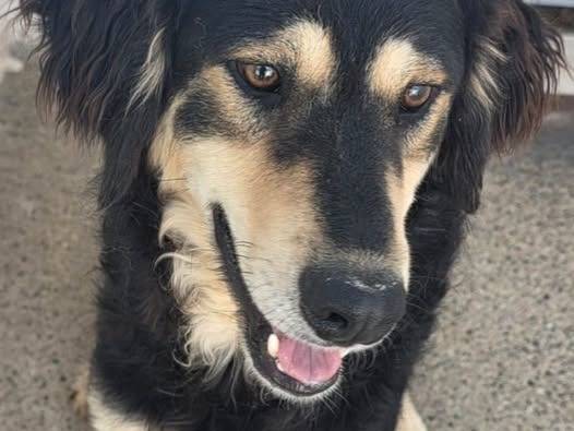 Adozione cane, maschio, Razza sconosciuta Razza sconosciuta, 2 anni e 1 mese, taglia media, Crotone