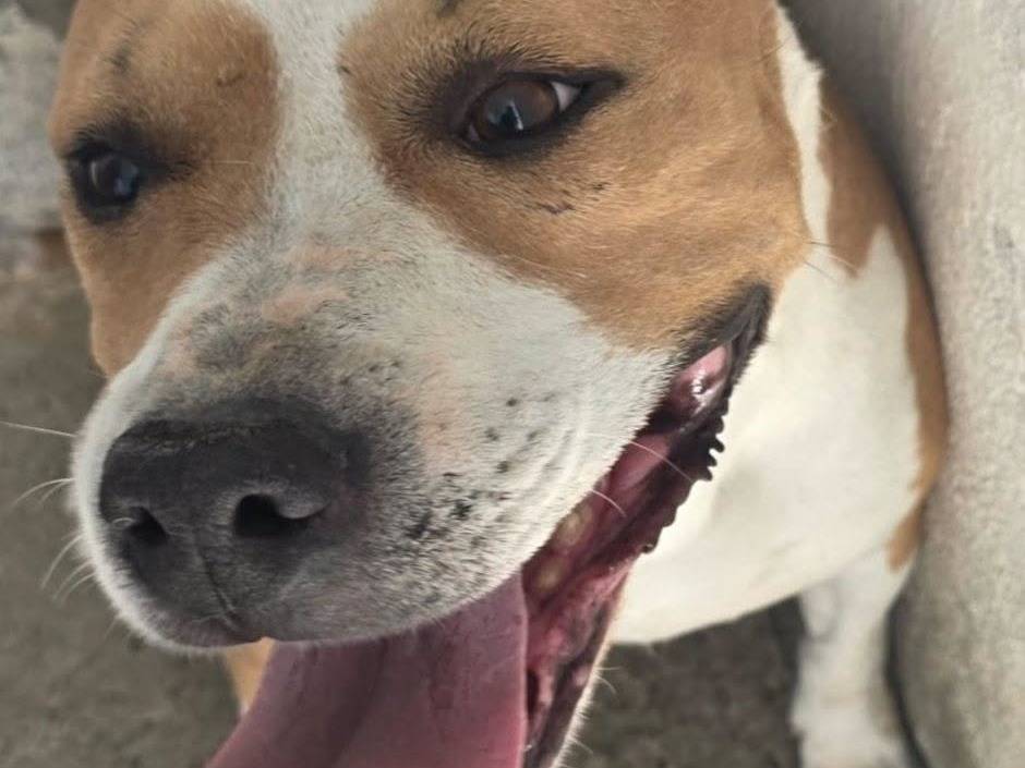 Adozione cane, maschio, Amstaff Razza sconosciuta, 5 anni e 1 mese, taglia media, Crotone