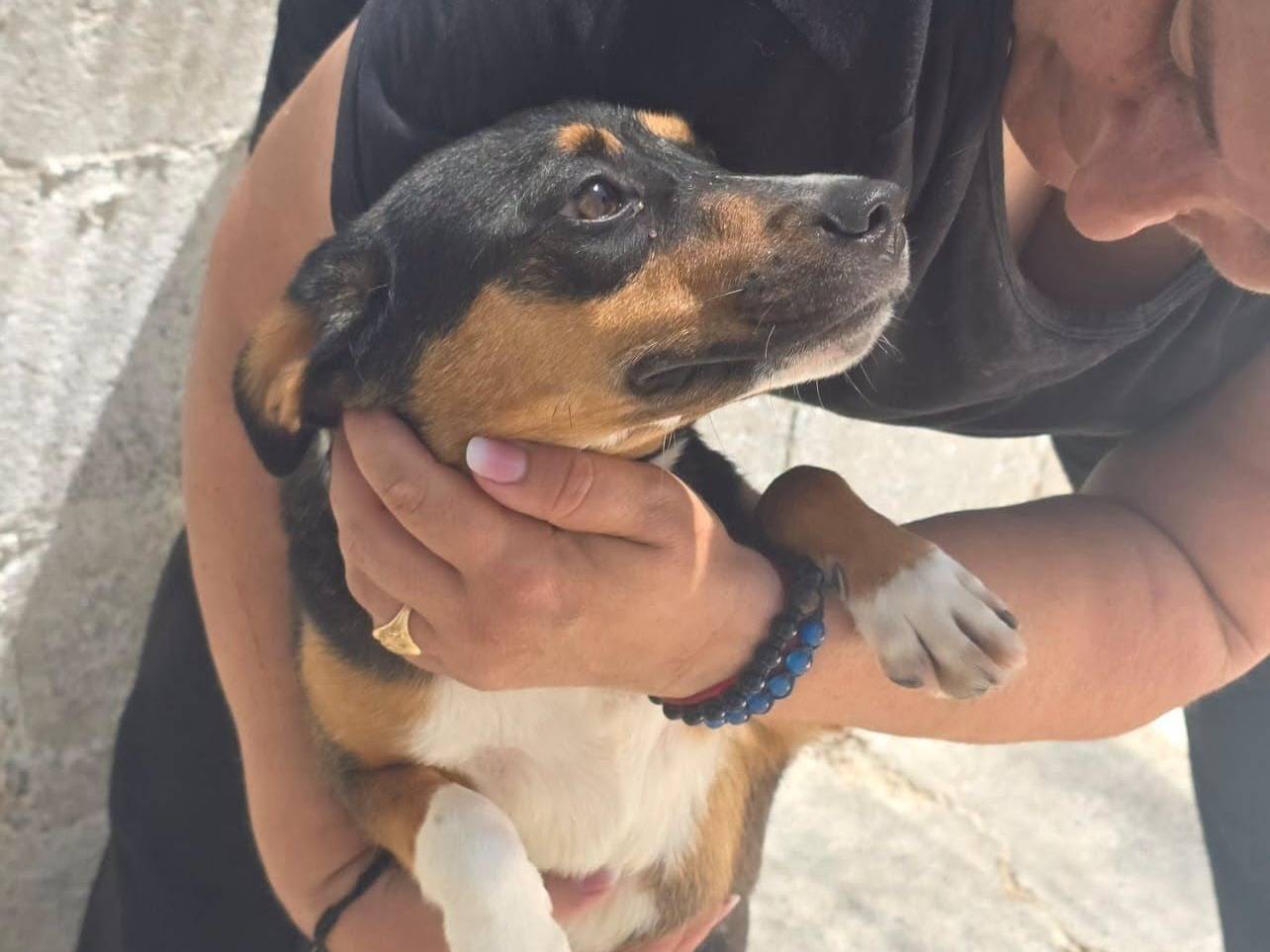 Adozione cane, femmina, Razza sconosciuta Razza sconosciuta, 1 anno e 1 mese, taglia piccola, Crotone