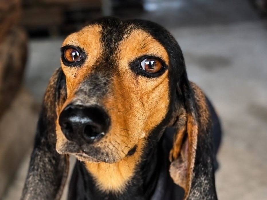 Adozione cane, maschio, Segugio Razza sconosciuta, 4 anni e 11 mesi, taglia media, Crotone