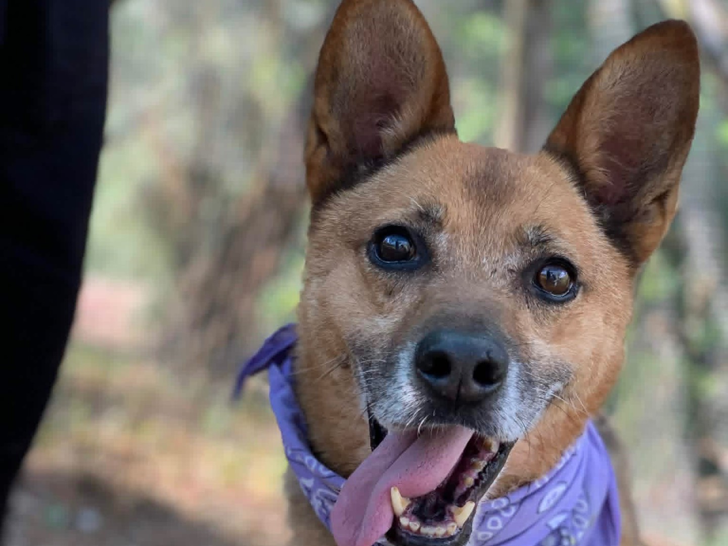 Vuoi adottare un cane a Latina?