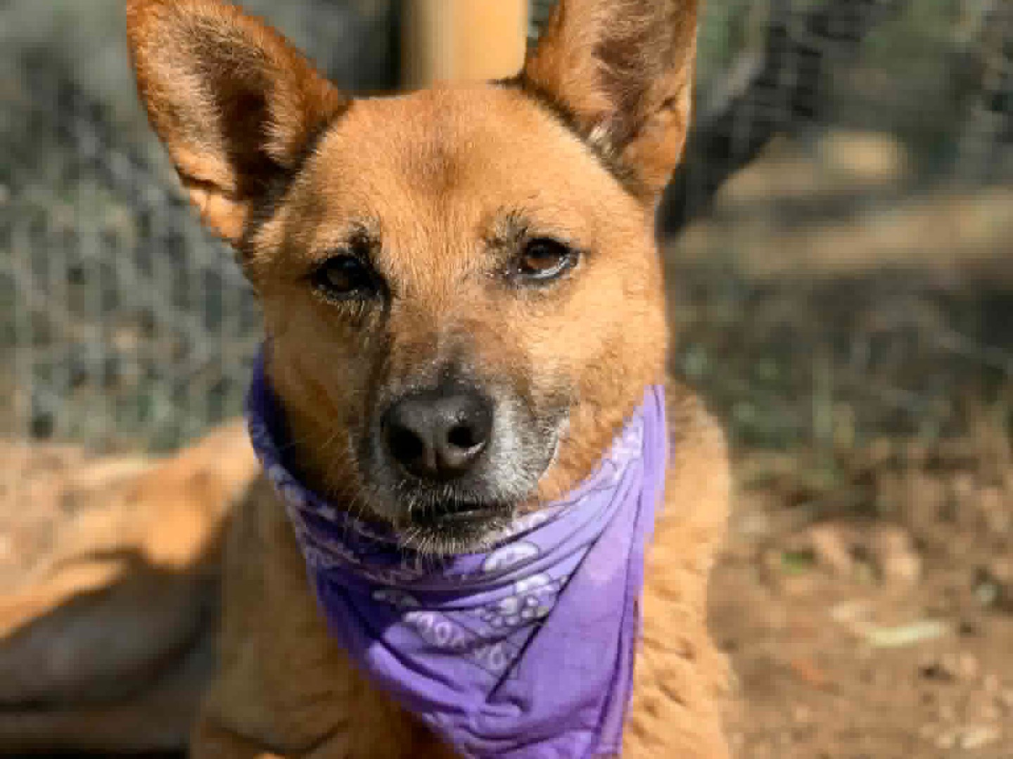 Adotta il cane Nanà a Latina