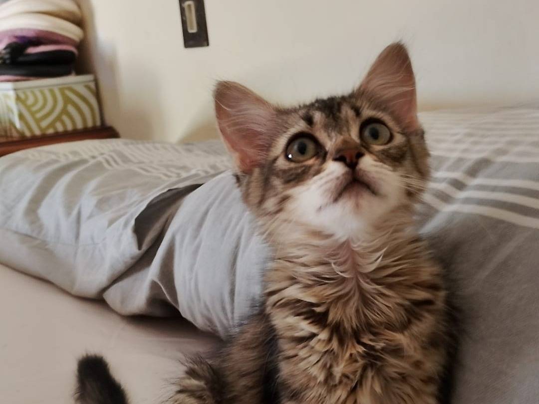 Adotta un gatto, taglia non valida, femmina, Catanzaro
