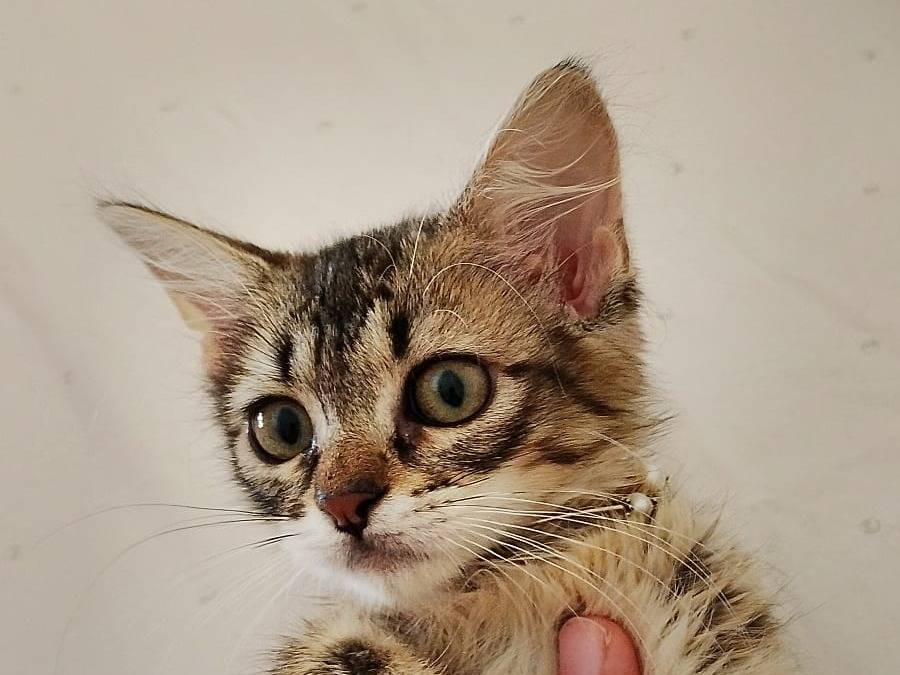 Foto 3 dell'animale