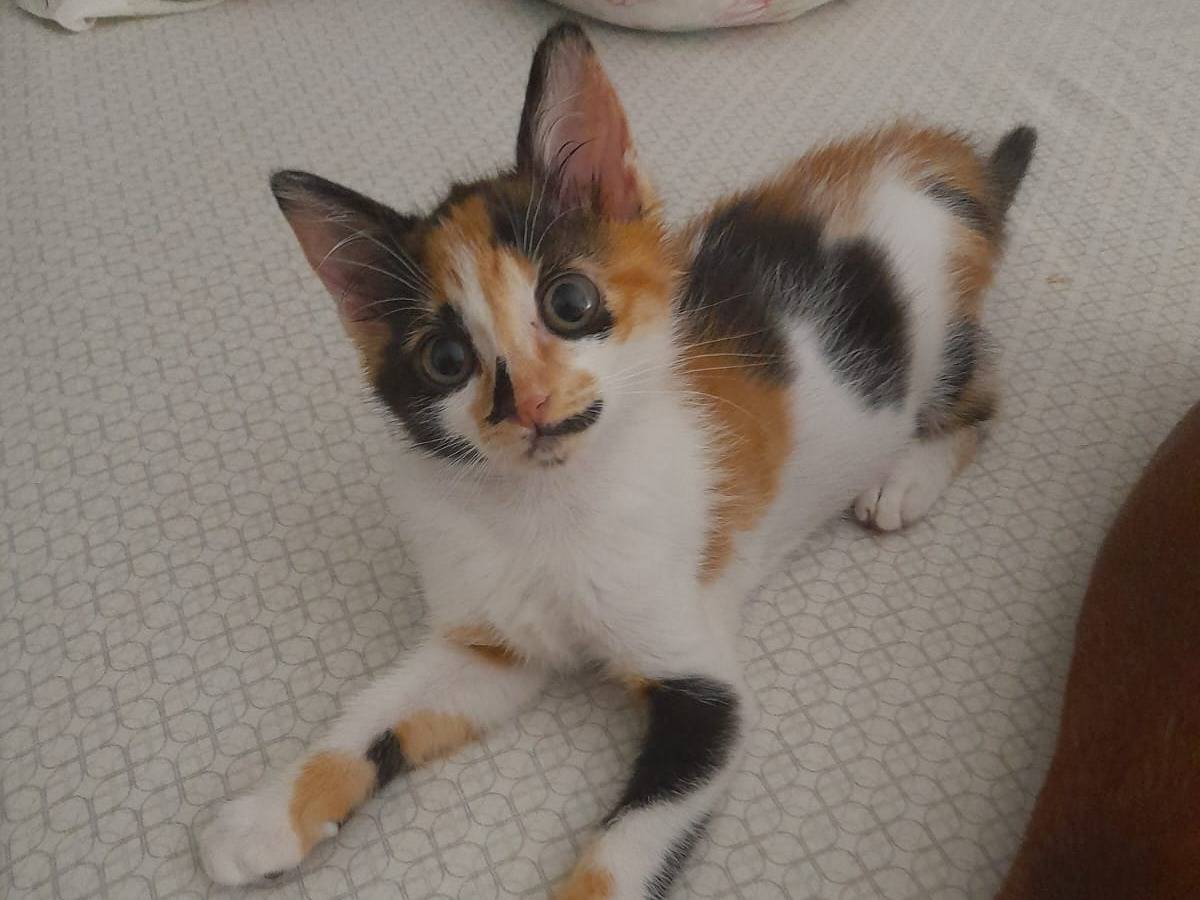 Adotta un gatto, femmina, 3 mesi, Catanzaro