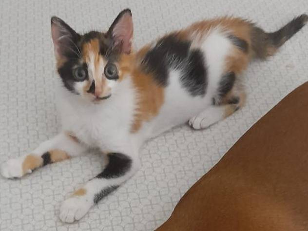 Adozione gatto, femmina, Razza sconosciuta Razza sconosciuta, 3 mesi, taglia non valida, Catanzaro