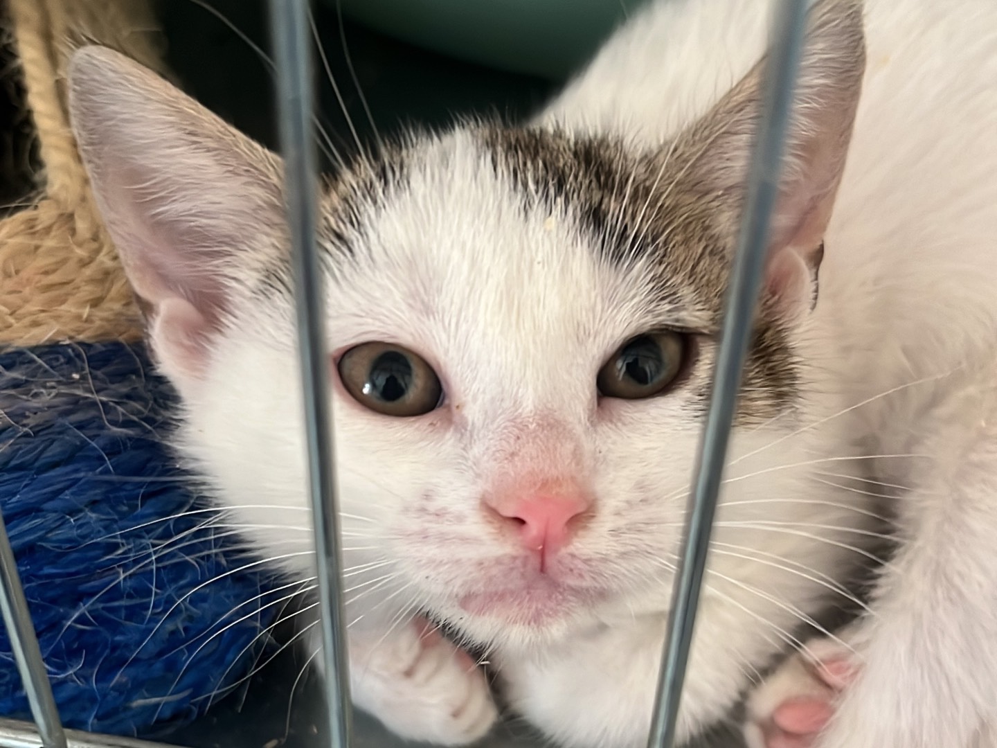 Adotta un gatto, femmina, 2 mesi, Teramo