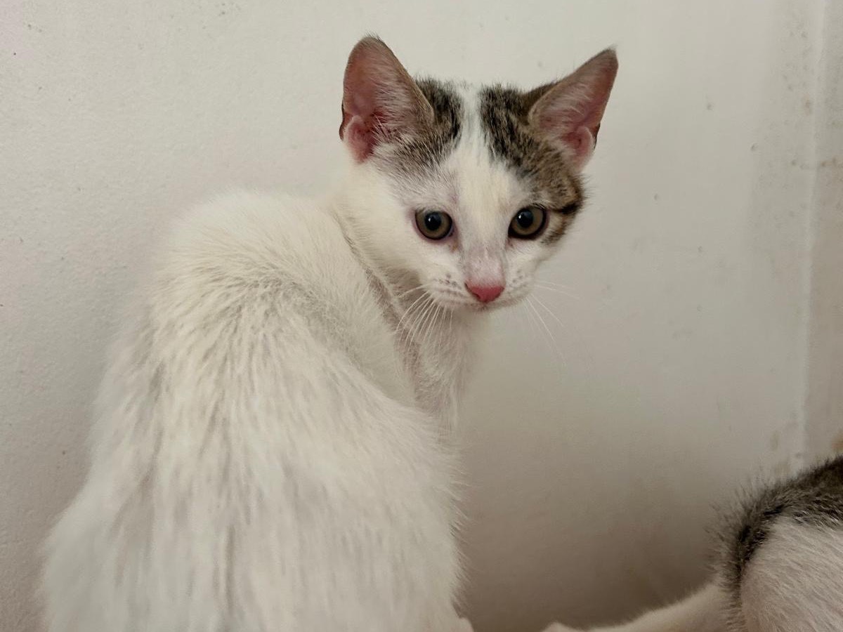 Adotta un gatto, taglia non valida, femmina, Teramo