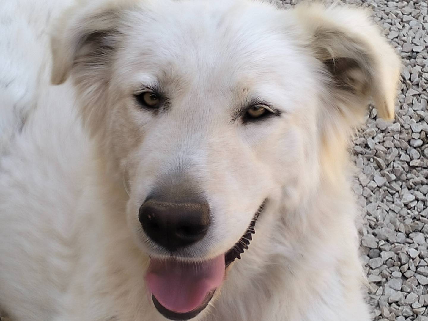 Adozione cane, maschio, Razza sconosciuta Razza sconosciuta, 2 anni e 7 mesi, taglia grande, Frosinone
