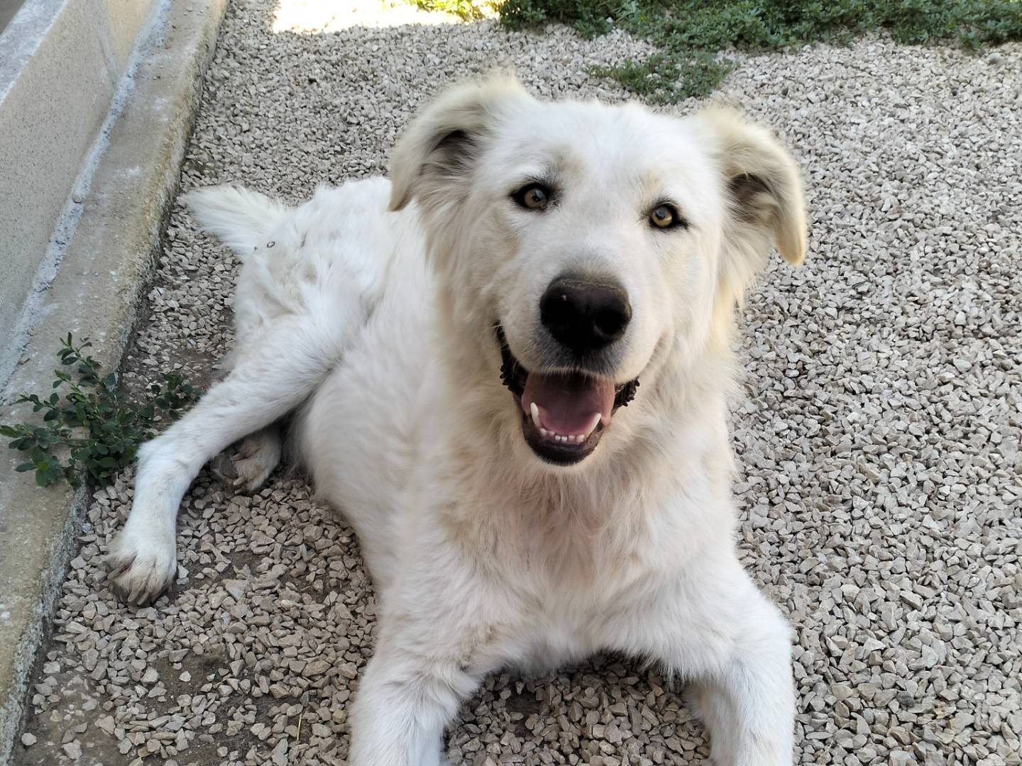 Adotta un cane, taglia grande, maschio, Frosinone