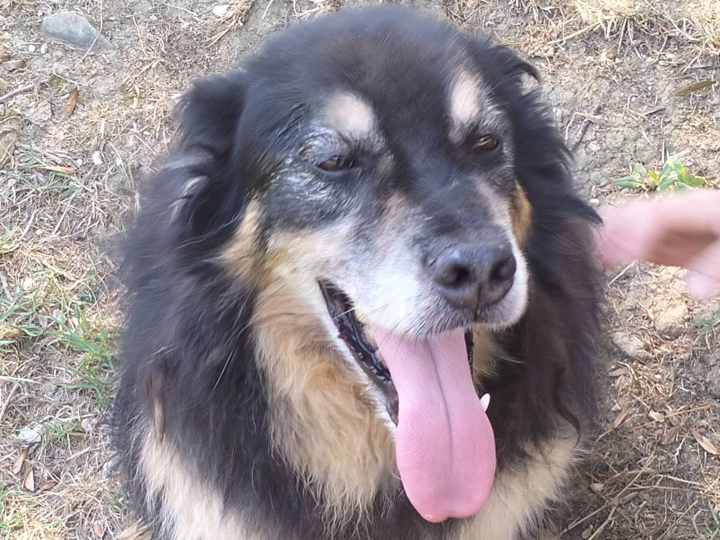 Adozione cane, maschio, Razza sconosciuta Razza sconosciuta, 9 anni e 3 mesi, taglia media, Frosinone