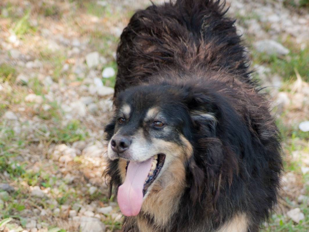 Adotta un cane, maschio, 9 anni e 3 mesi, Frosinone