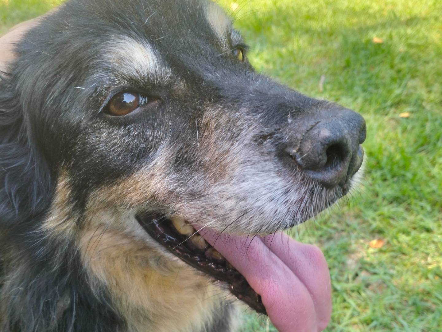 Adotta un cane, taglia media, maschio, Frosinone