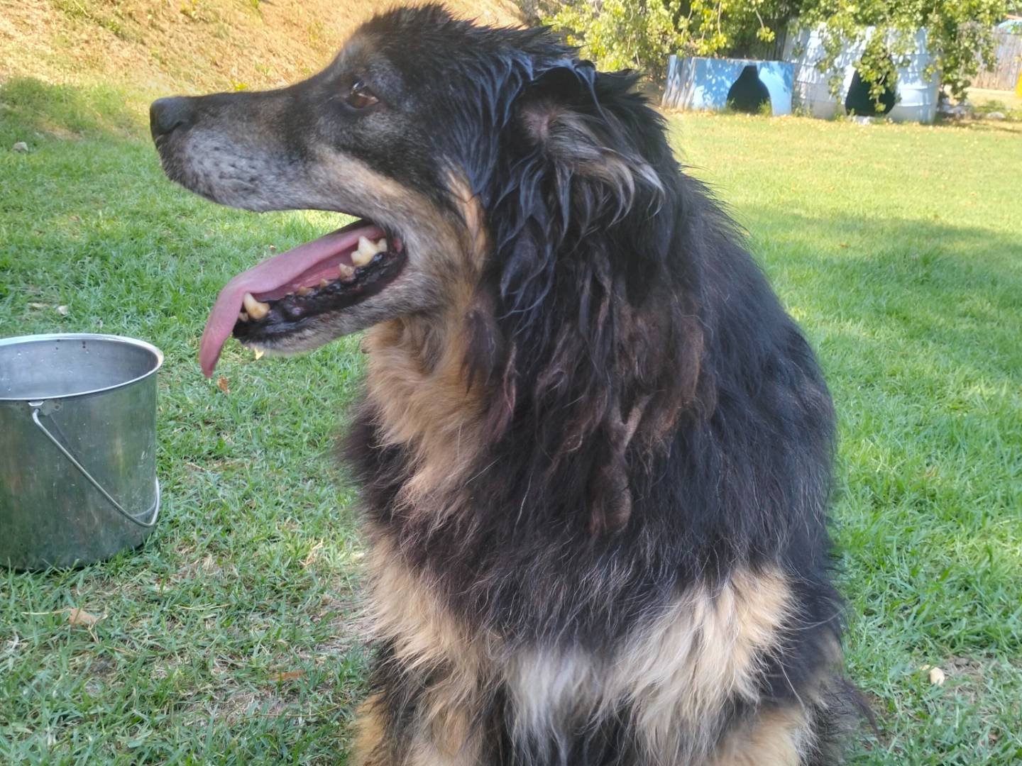 Vuoi adottare un cane a Frosinone?