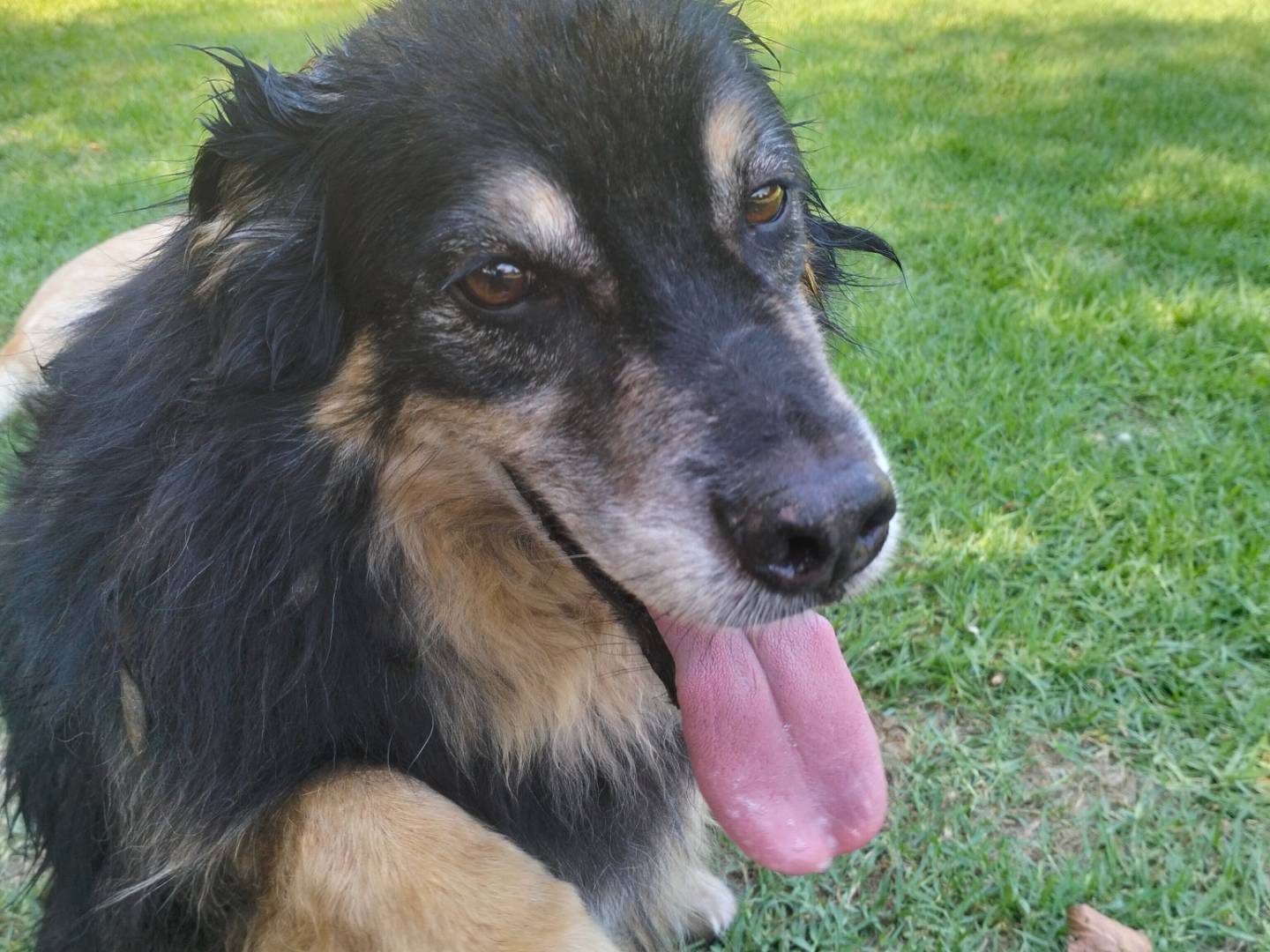 Adotta il cane Nilo a Frosinone