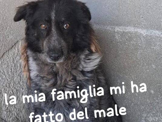 Adozione cane, femmina, Razza sconosciuta Razza sconosciuta, 8 anni e 1 mese, taglia media, Firenze