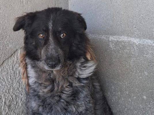 Adotta un cane, femmina, 8 anni e 1 mese, Firenze