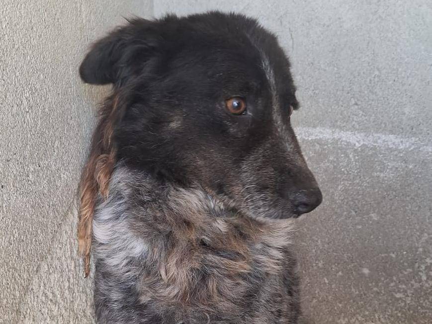 Adotta un cane, taglia media, femmina, Firenze