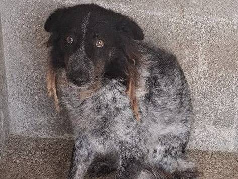 Vuoi adottare un cane a Firenze?