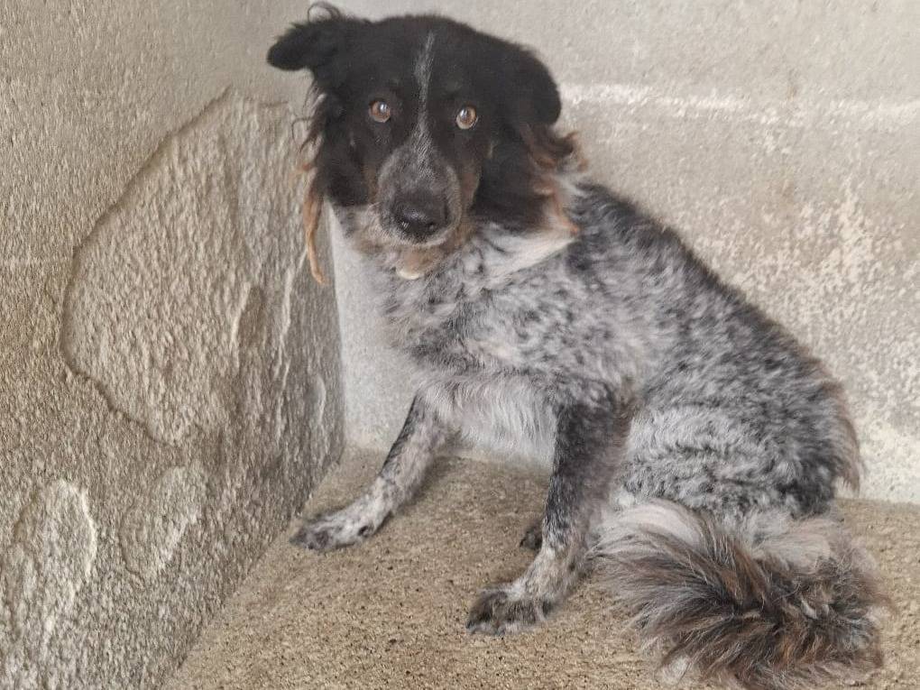 Adotta il cane Stella a Firenze