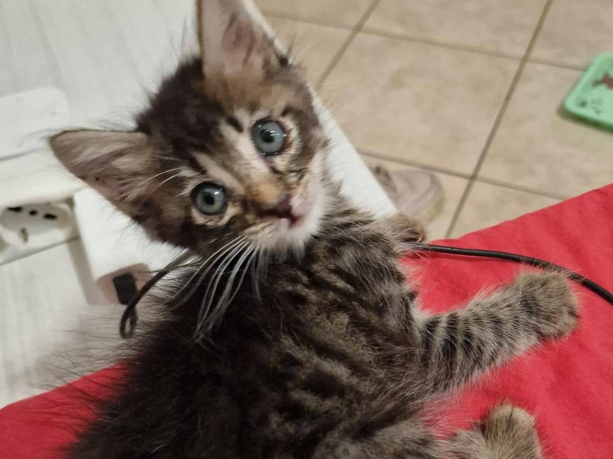 Adozione gatto, maschio, Razza sconosciuta Razza sconosciuta, 2 mesi, taglia non valida, Livorno