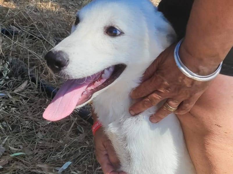Adozione cane, femmina, Razza sconosciuta Razza sconosciuta, 4 mesi, taglia grande, Cagliari