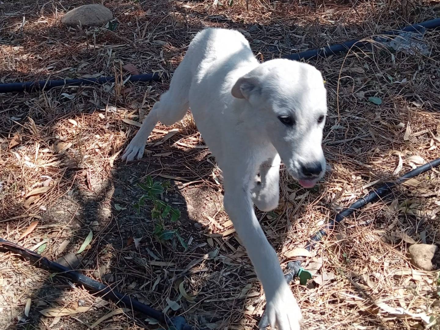 Adotta un cane, femmina, 4 mesi, Cagliari