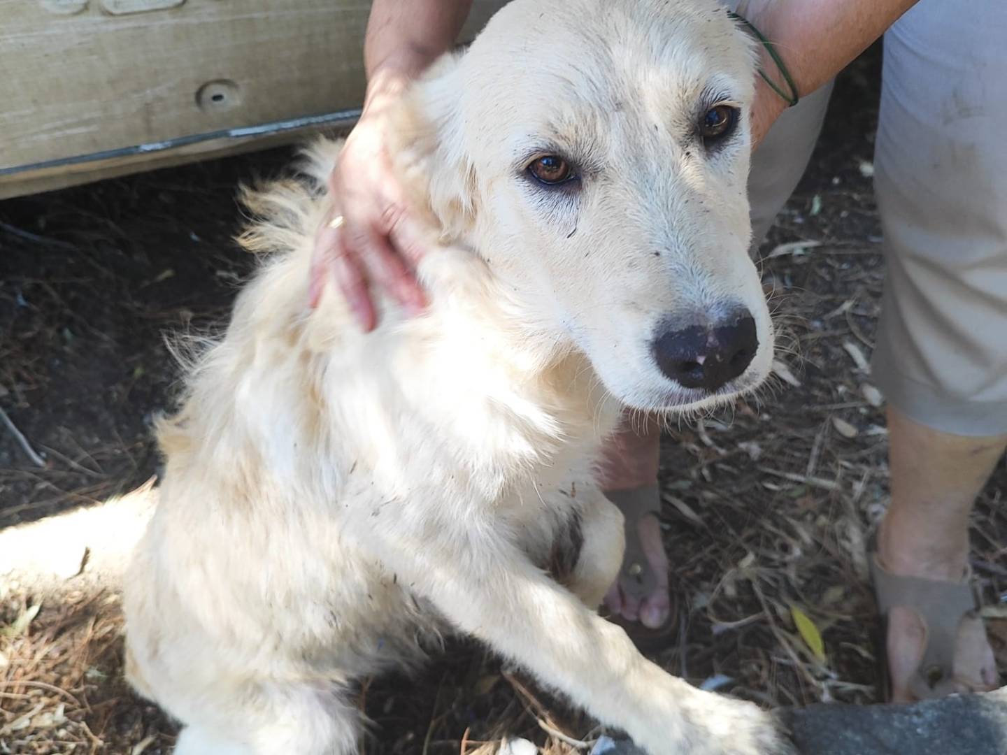 Adotta un cane, taglia grande, femmina, Cagliari