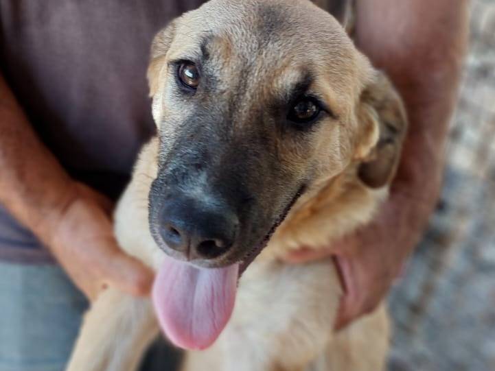 Vuoi adottare un cane a Cagliari?