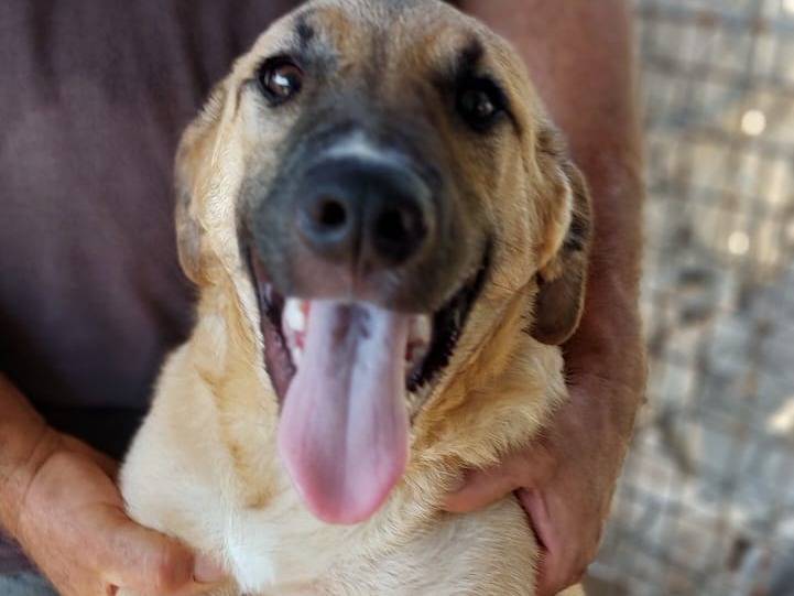 Adotta il cane Bea Lea Vaniglia a Cagliari