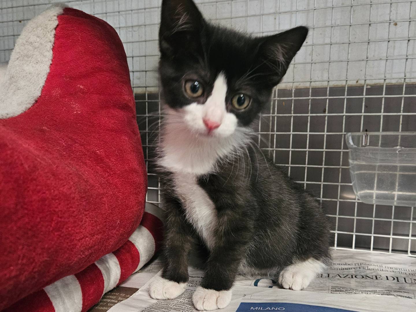 Adozione gatto, maschio, Razza sconosciuta Razza sconosciuta, 1 mese, taglia non valida, Milano