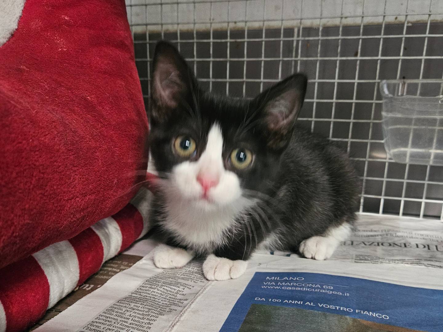 Adotta un gatto, maschio, 1 mese, Milano