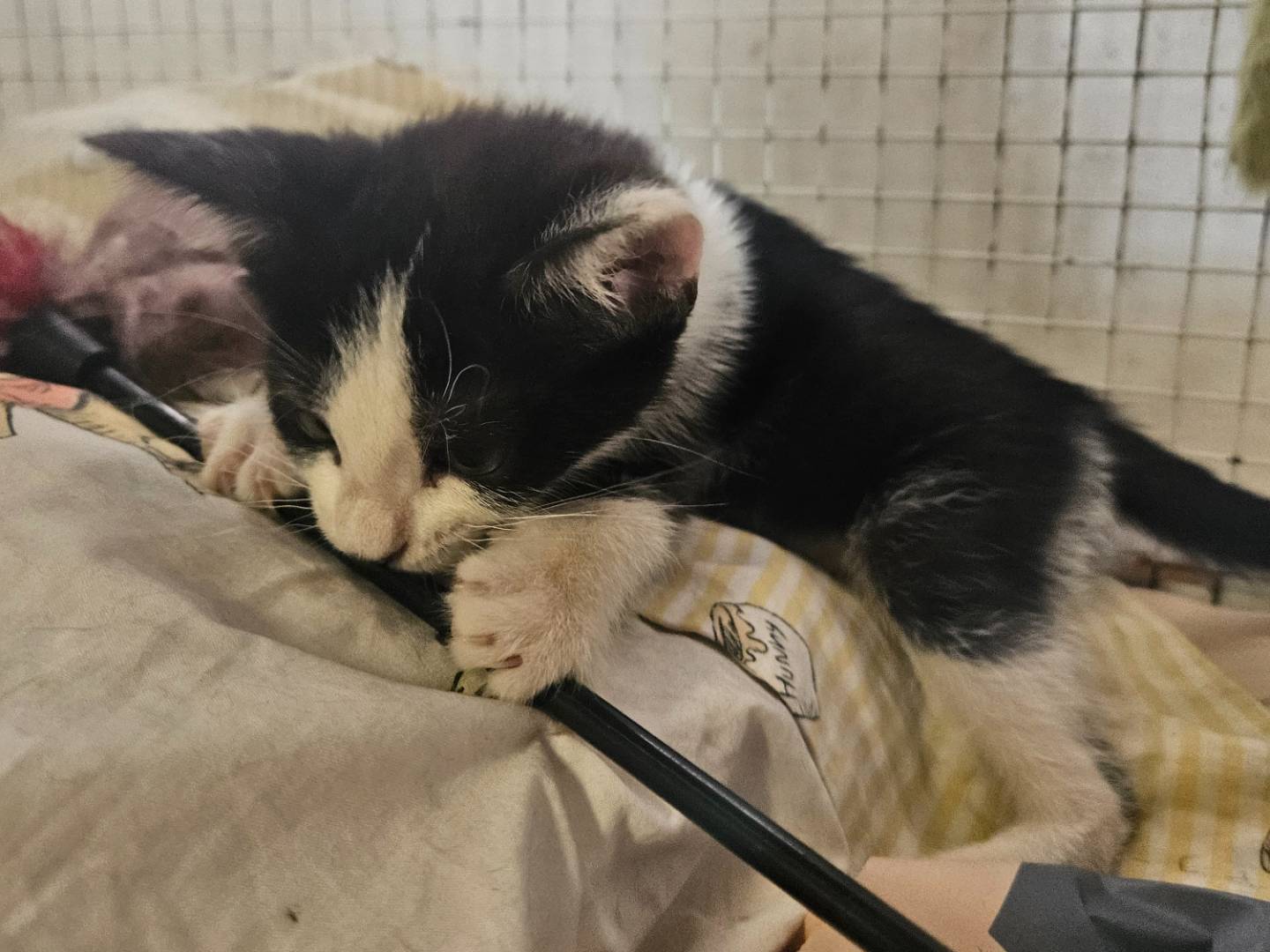 Adozione gatto, femmina, Razza sconosciuta Razza sconosciuta, 1 mese, taglia non valida, Milano