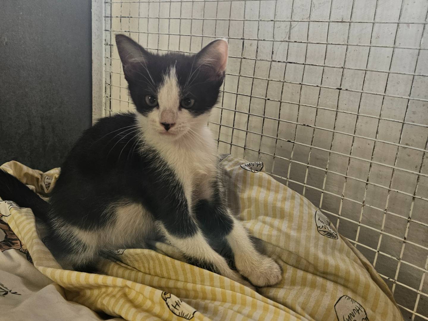 Adotta un gatto, femmina, 1 mese, Milano