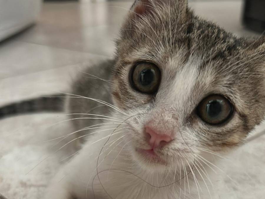 Adozione gatto, femmina, Razza sconosciuta Razza sconosciuta, 4 mesi, taglia non valida, Bari