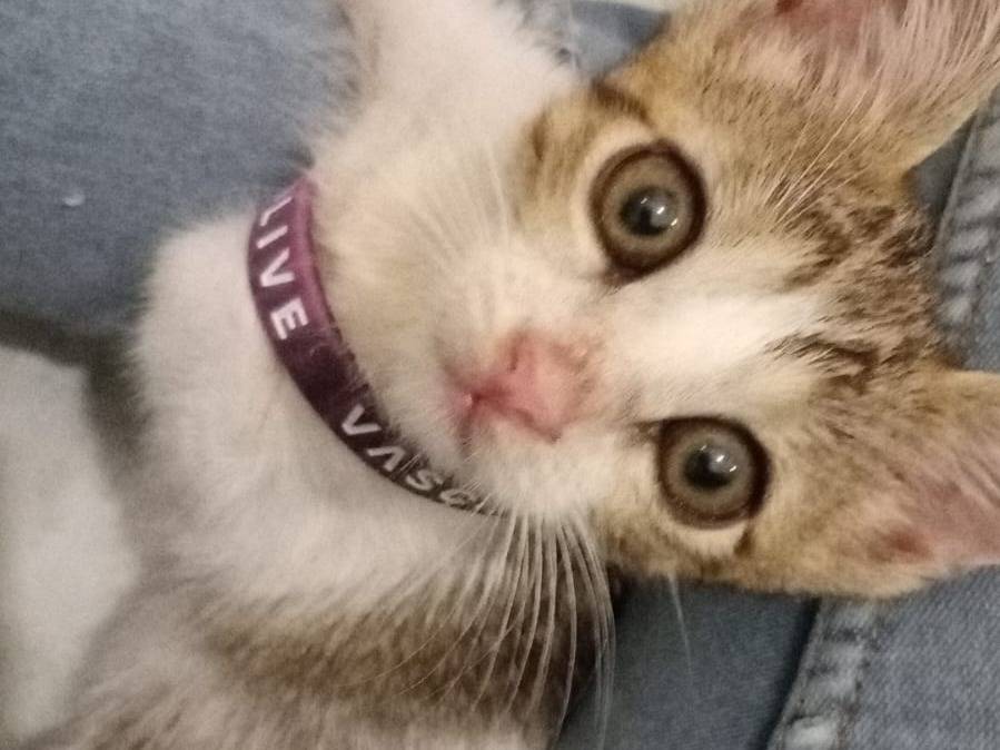Adotta un gatto, femmina, 4 mesi, Bari
