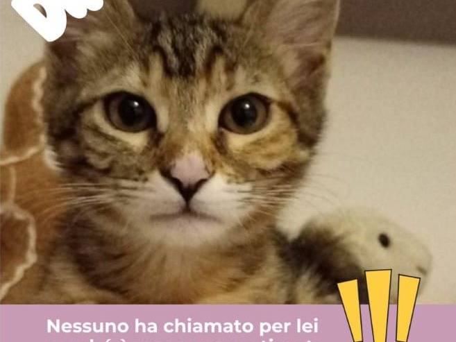 Adozione gatto, femmina, Razza sconosciuta Razza sconosciuta, 4 mesi, taglia non valida, Bari