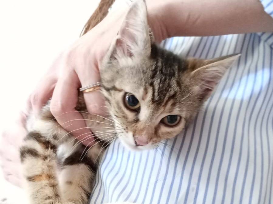 Adotta un gatto, femmina, 4 mesi, Bari