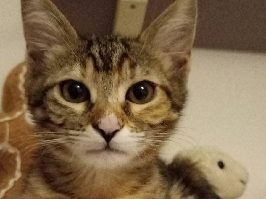 Adotta un gatto, taglia non valida, femmina, Bari
