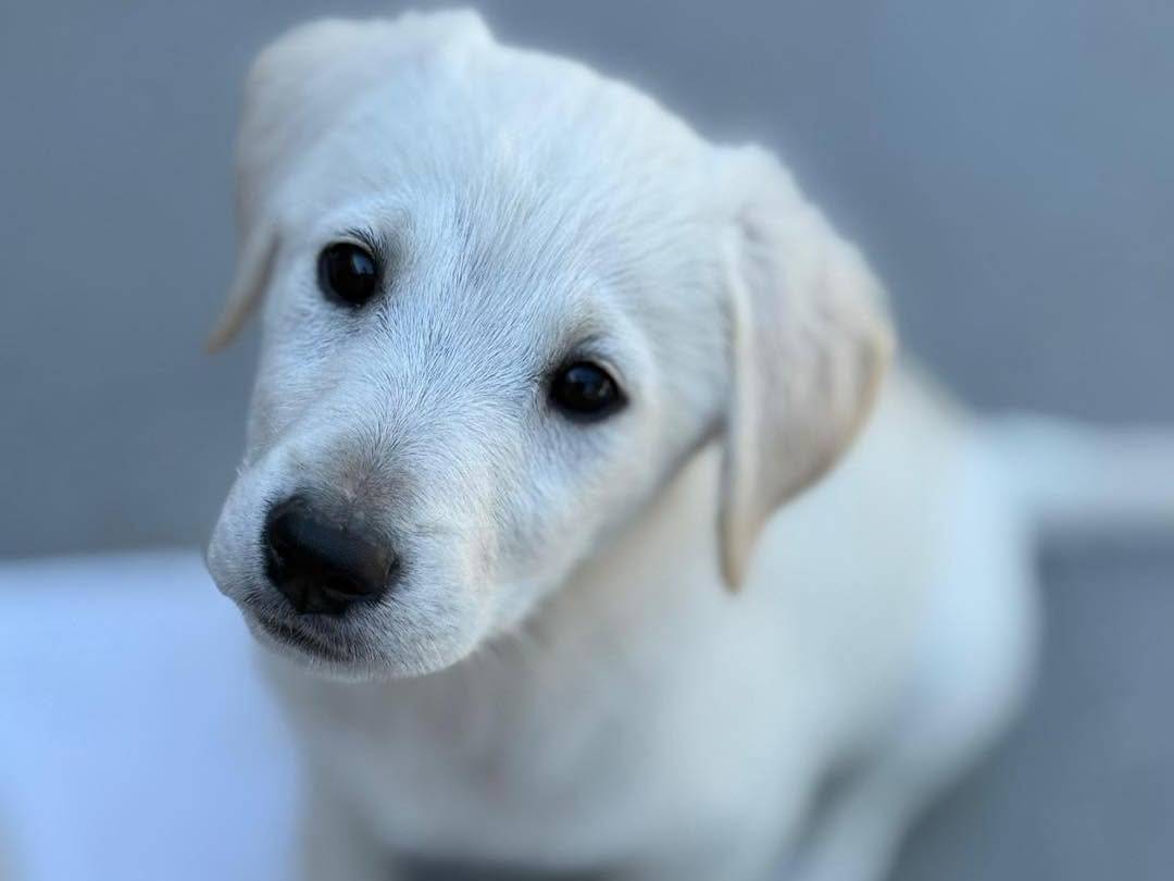 Adozione cane, femmina, Razza sconosciuta Razza sconosciuta, 5 mesi, taglia media, Bergamo