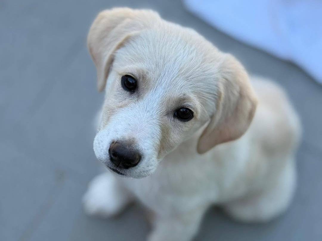 Adotta un cane, femmina, 5 mesi, Bergamo