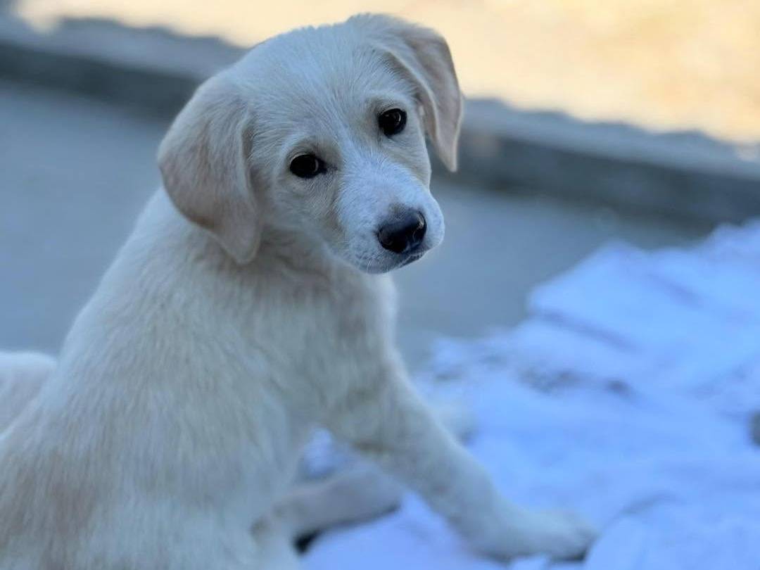 Adotta un cane, taglia media, femmina, Bergamo