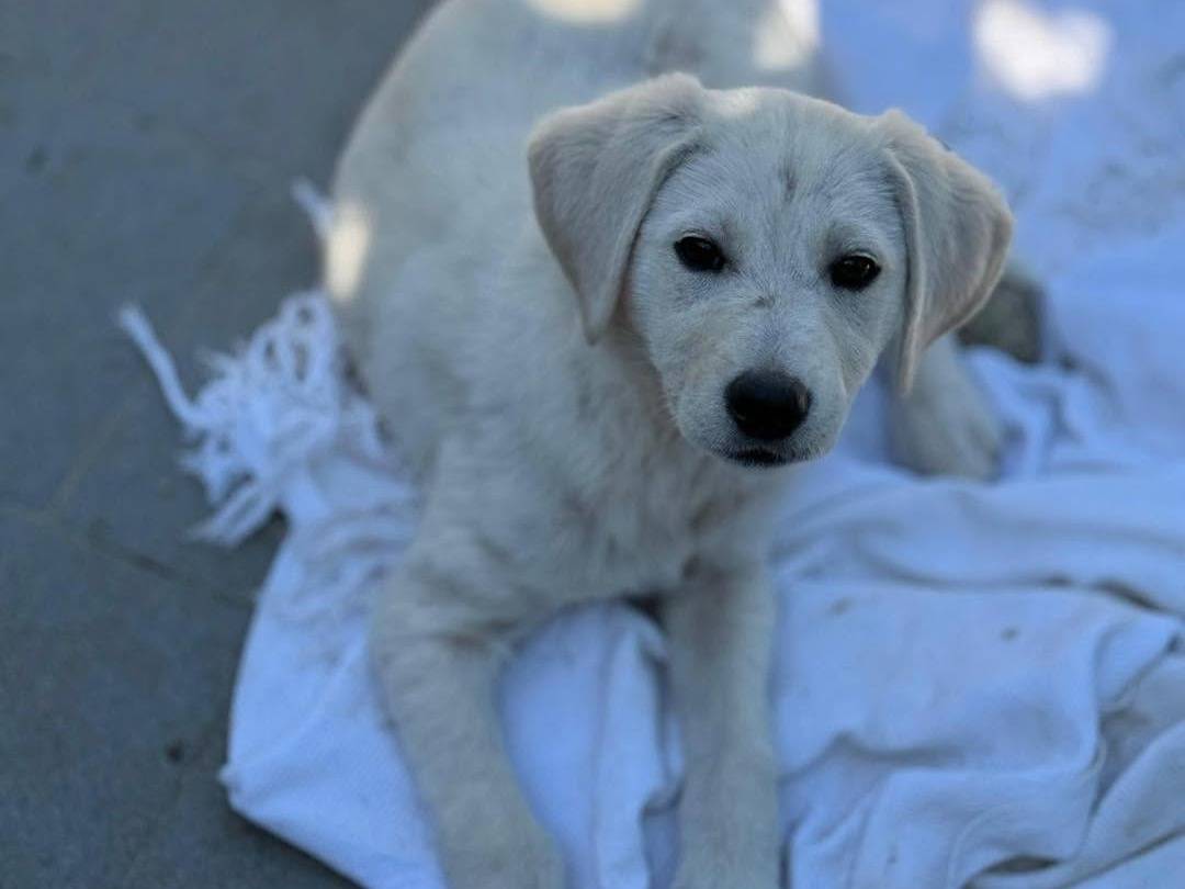 Vuoi adottare un cane a Bergamo?