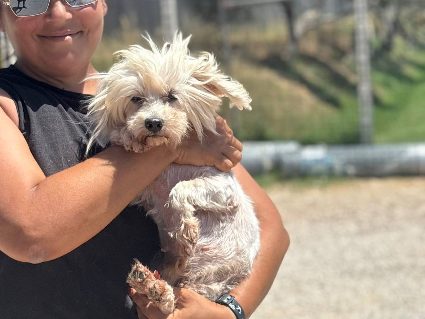 Adotta un cane, femmina, 5 anni e 5 mesi, Latina