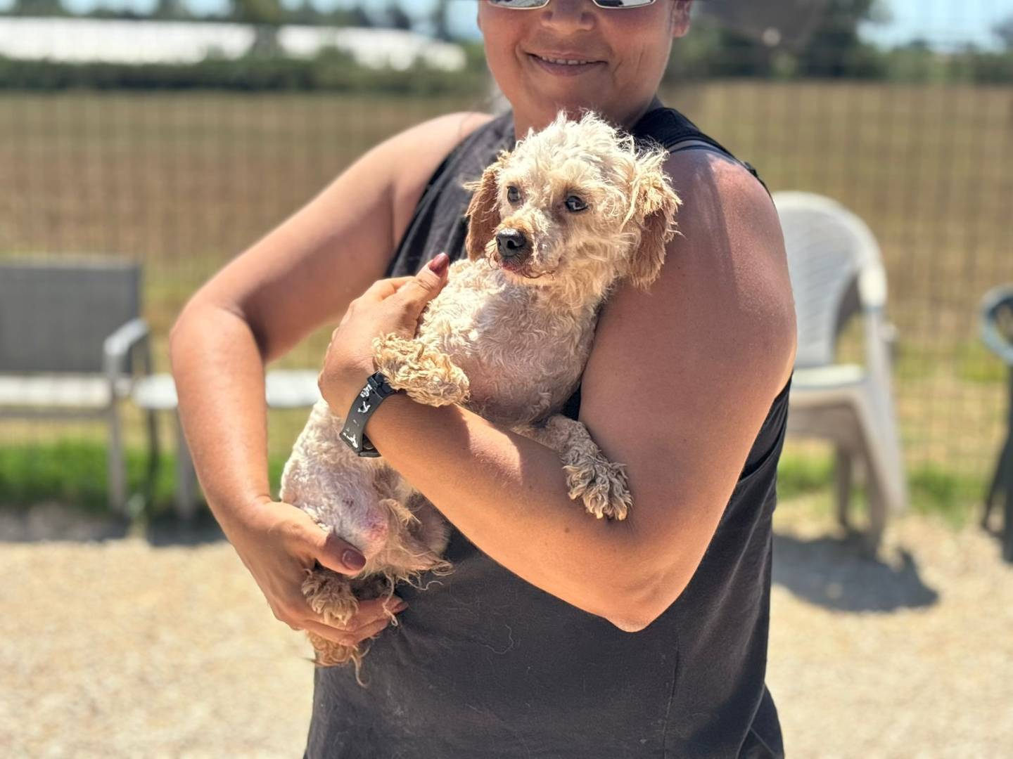Adozione cane, maschio, Barbone Razza sconosciuta, 8 anni e 11 mesi, taglia piccola, Latina