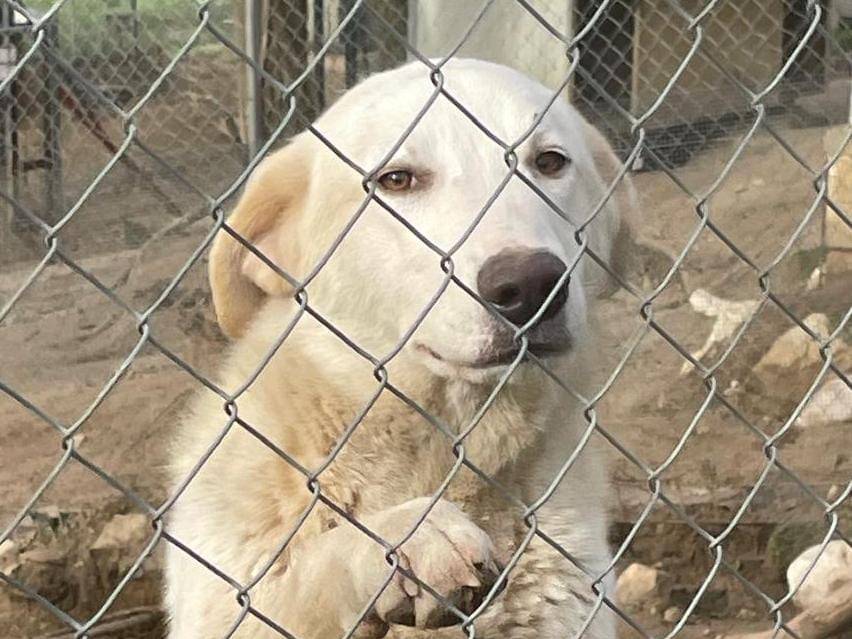 Adozione cane, femmina, Pastore maremmano Razza sconosciuta, 6 mesi, taglia grande, Reggio