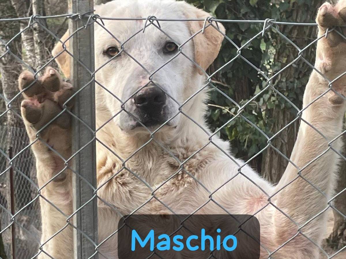 Adotta un cane, femmina, 6 mesi, Reggio